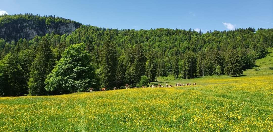 Métabief Place Royale Pour 10 A 12 Personnes A 30 Met Des Pistes De Ski Et Vtt מראה חיצוני תמונה